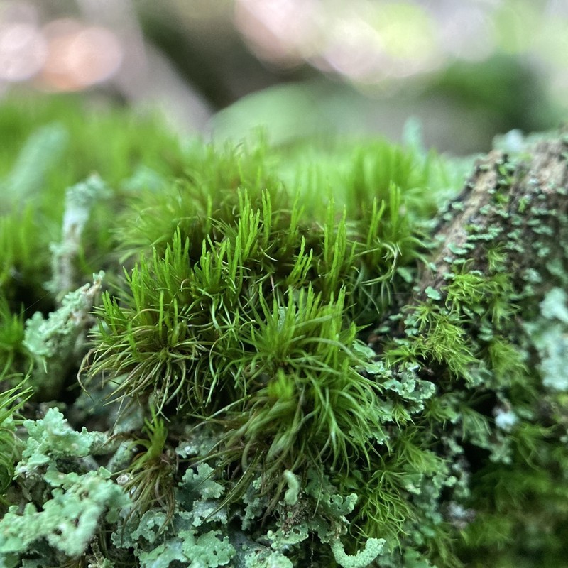 Dicranum Moss photo 5