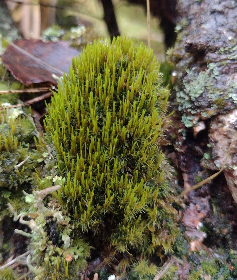 Dicranum Moss photo 6