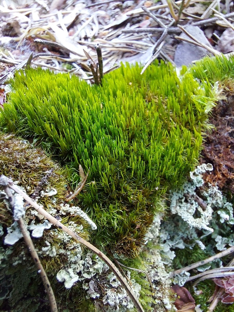 Dicranum Moss photo 7