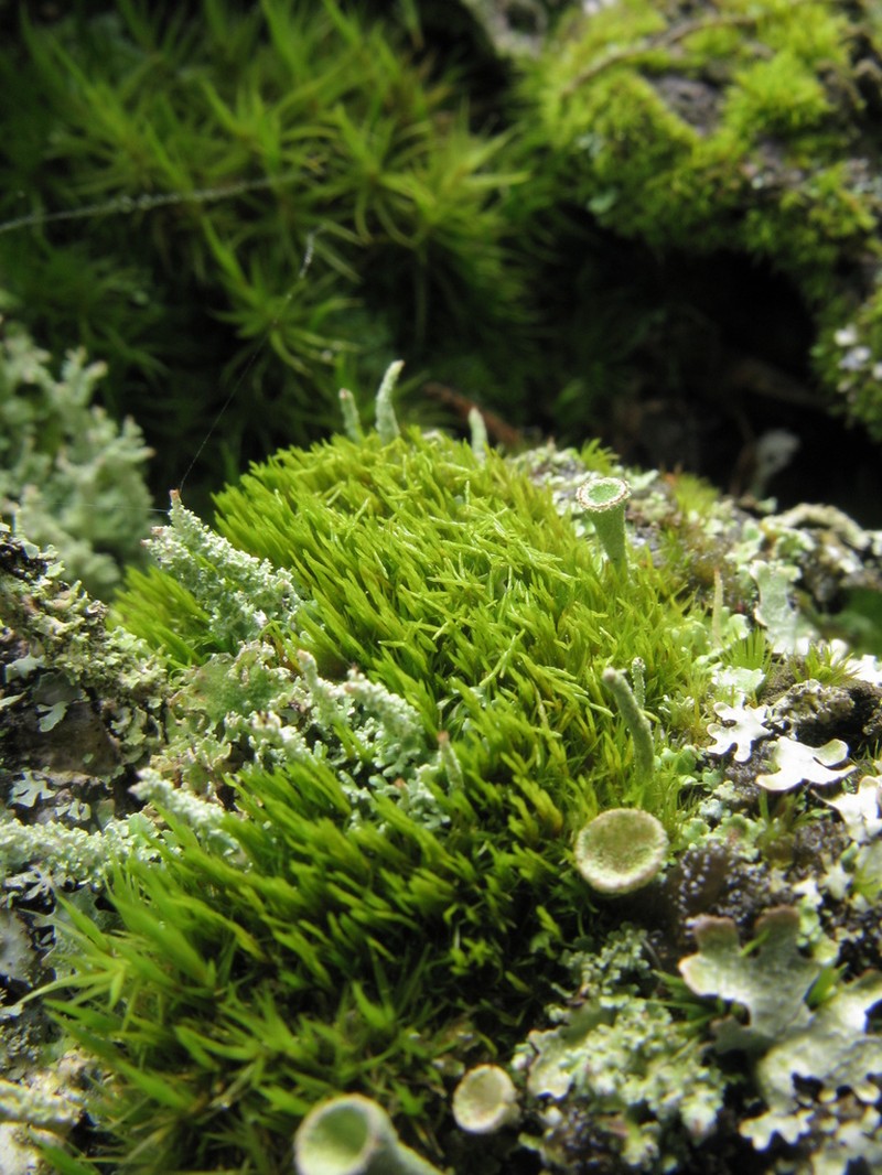 Dicranum Moss photo 8