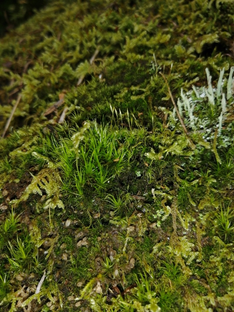 Fragile Leaf Dicranum Moss
