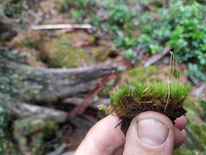 Fragile Leaf Dicranum Moss photo 2
