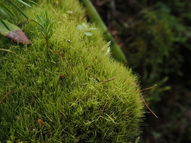 Fragile Leaf Dicranum Moss photo 3