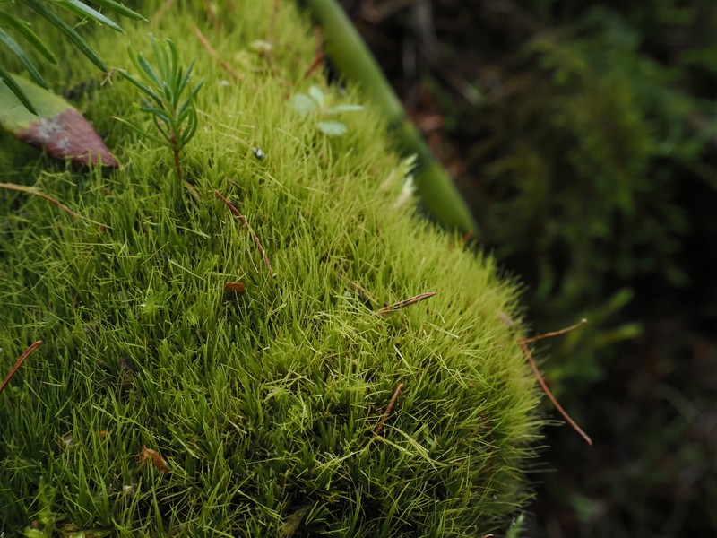 Fragile Leaf Dicranum Moss photo 4