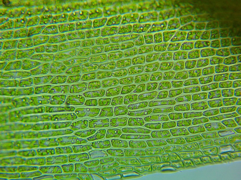 Dicranum Moss