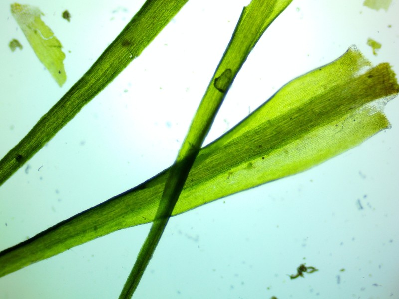 Dicranum Moss photo 2