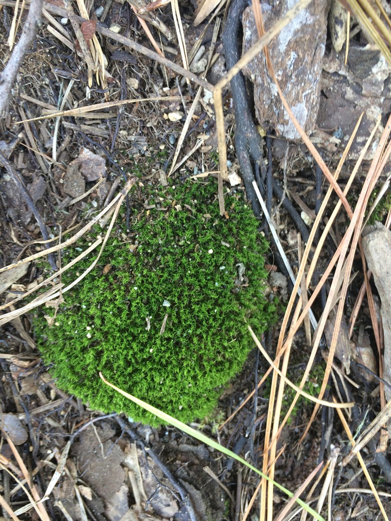 Dicranum Moss photo 3