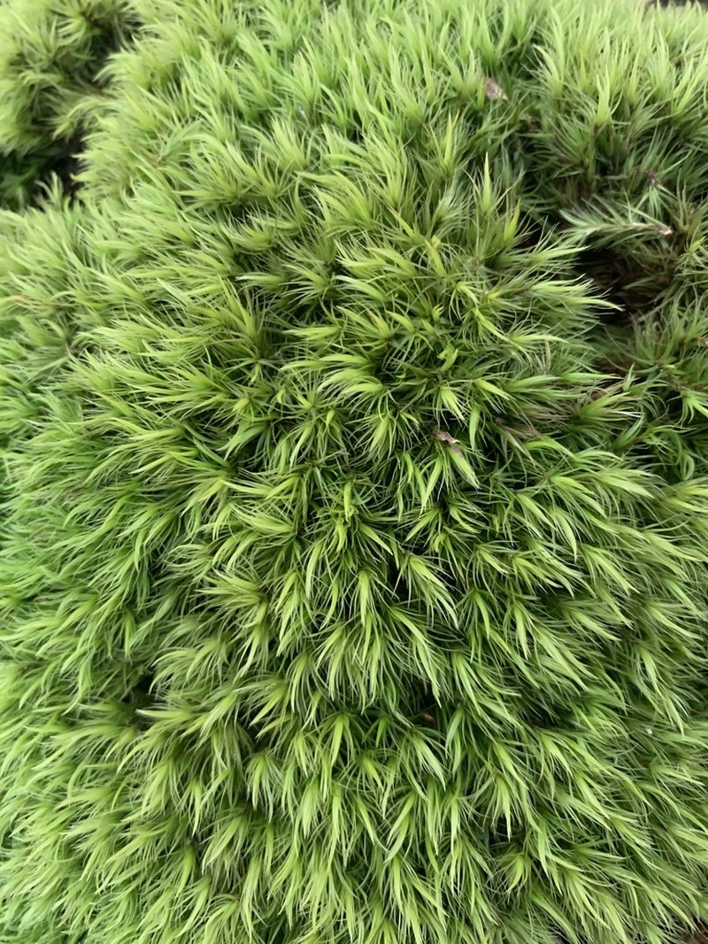 Dicranum Moss photo 4