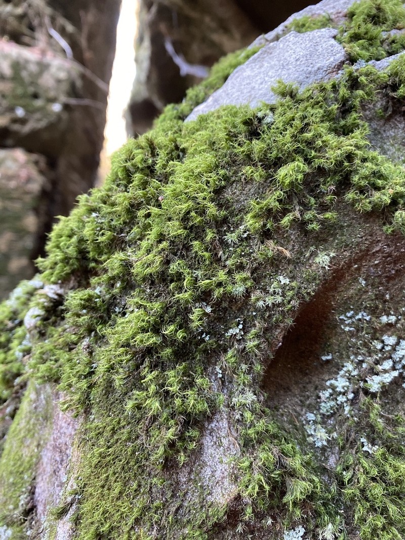 Dicranum Moss photo 5