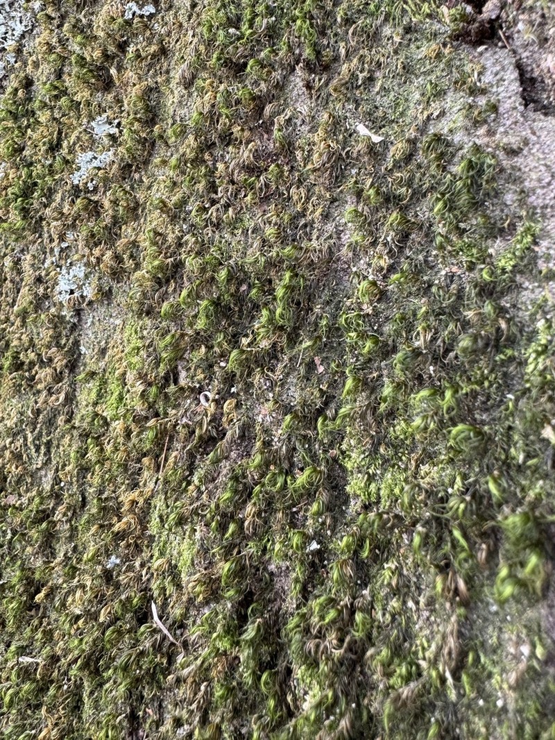 Dicranum Moss photo 6