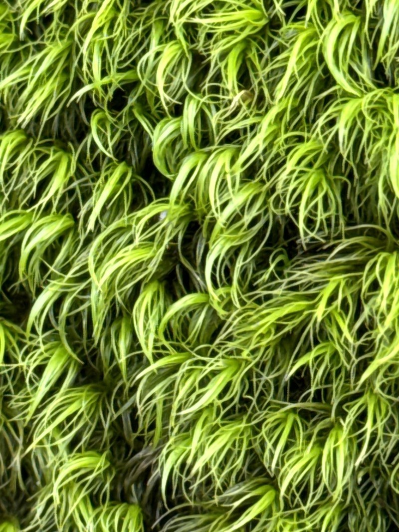 Dicranum Moss photo 7