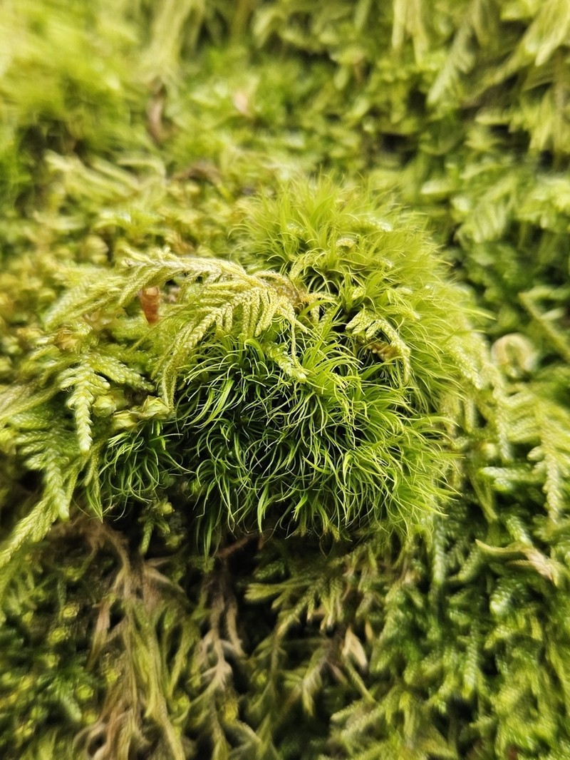 Dicranum Moss
