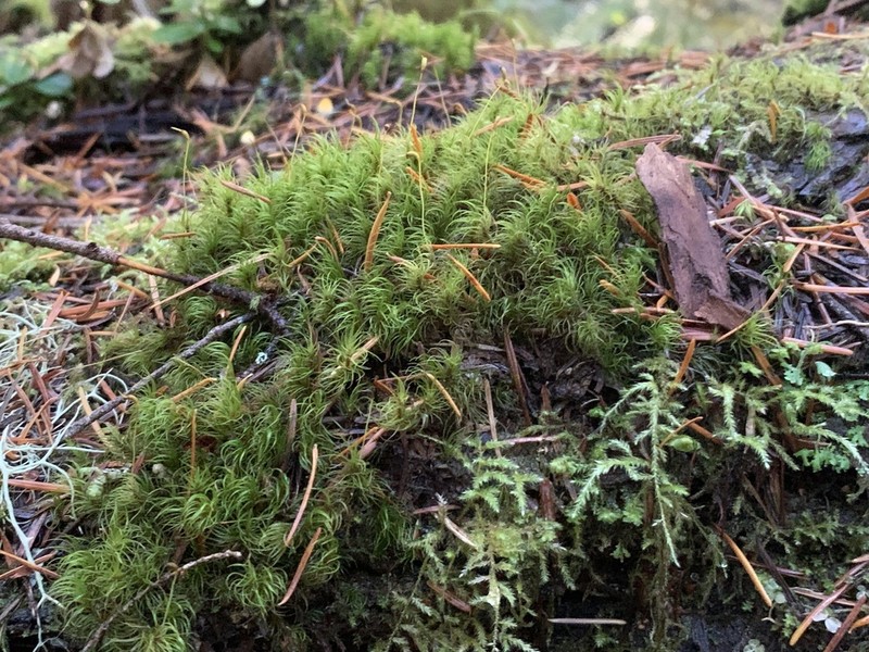 Dicranum Moss photo 2