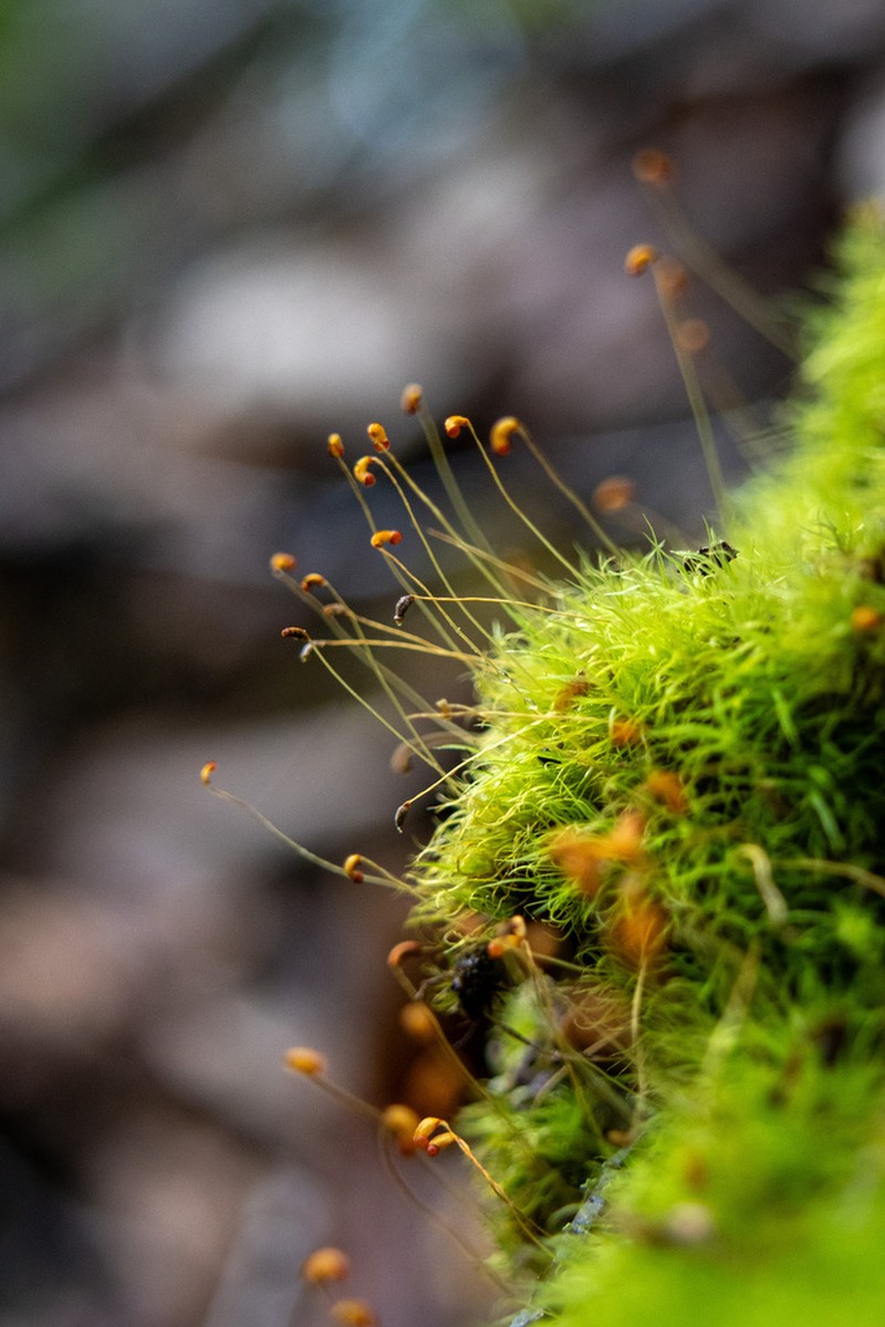 Dicranum Moss photo 3