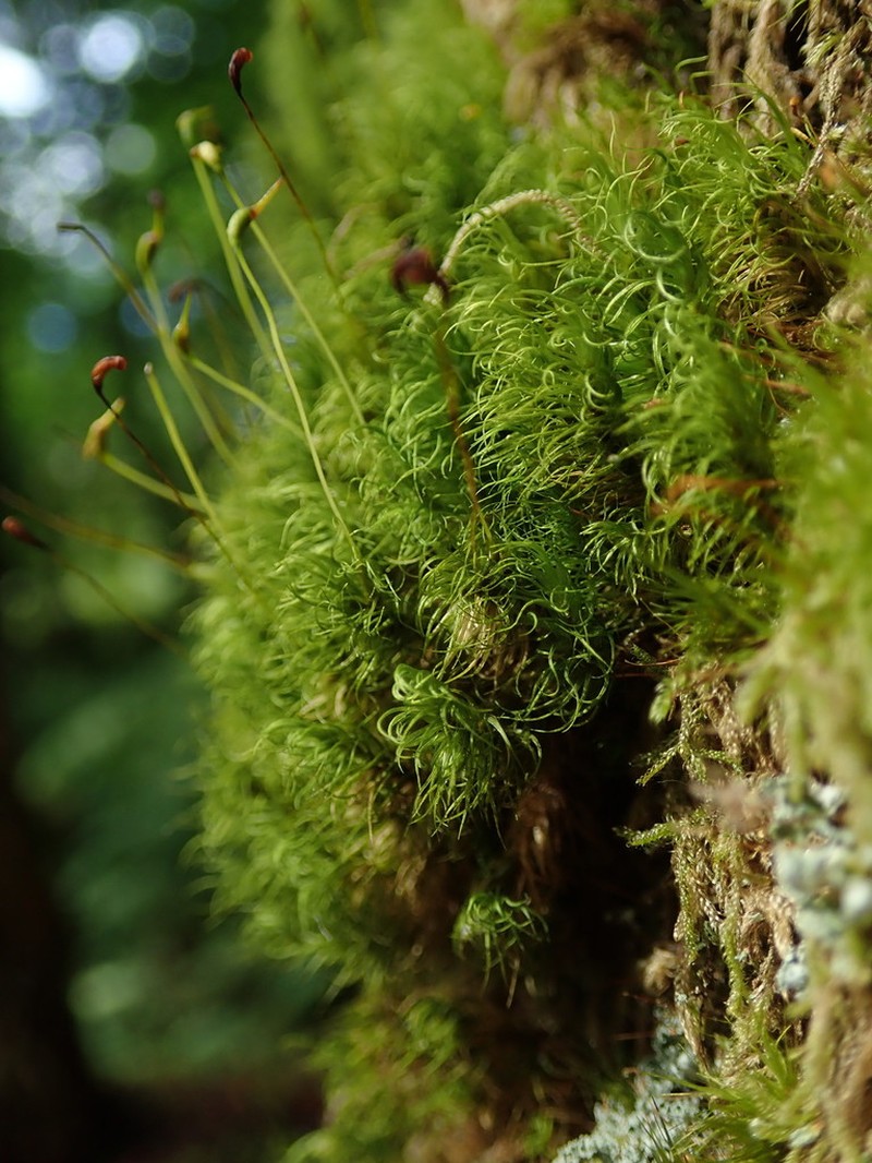 Dicranum Moss photo 4