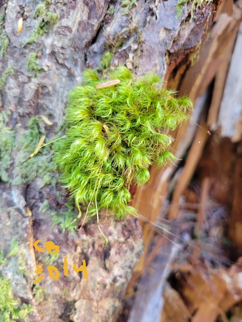 Dicranum Moss photo 5