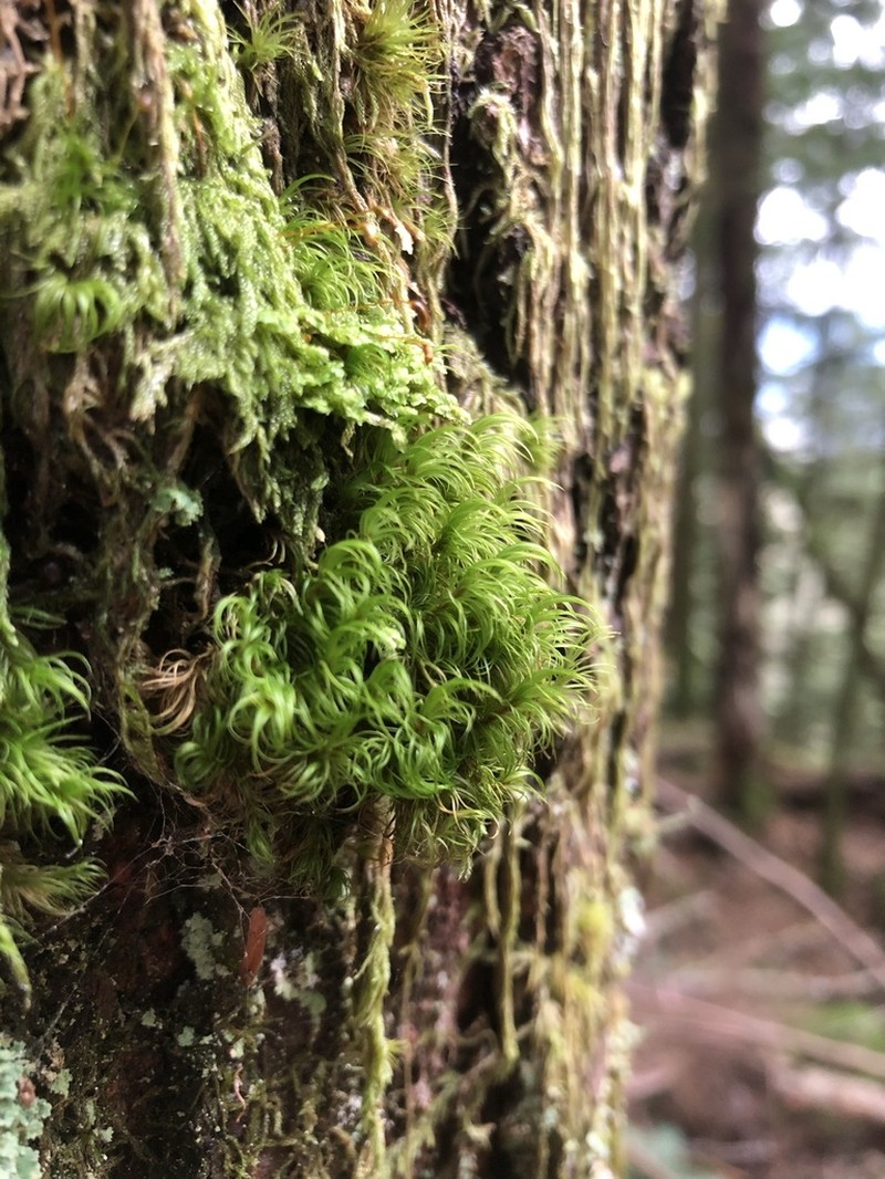 Dicranum Moss photo 6