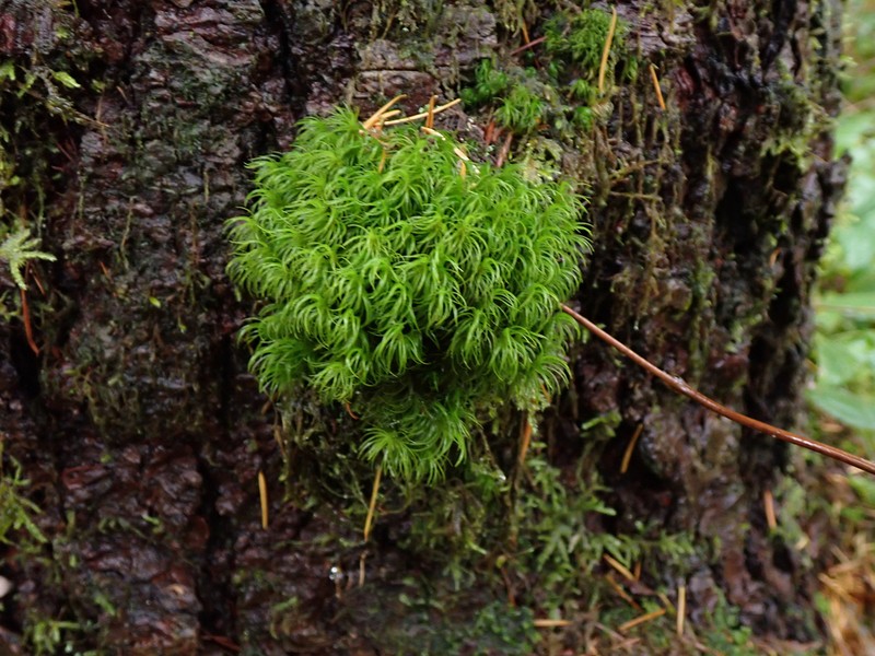 Dicranum Moss photo 7