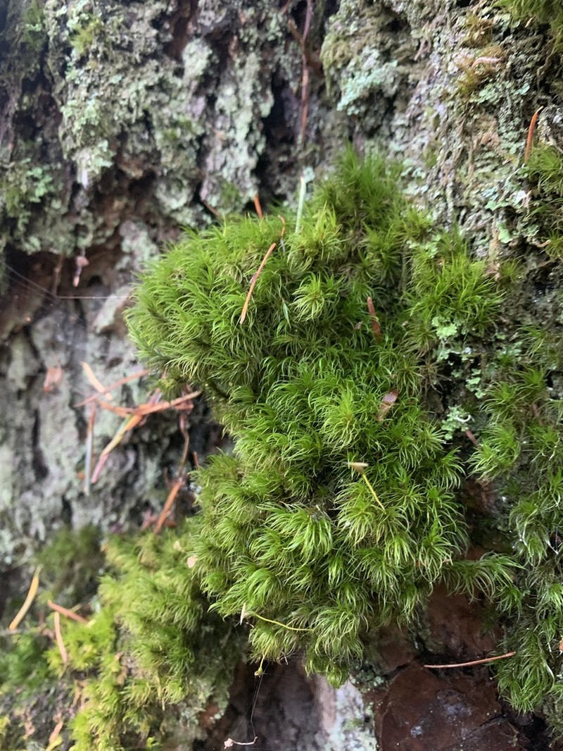 Dicranum Moss photo 8