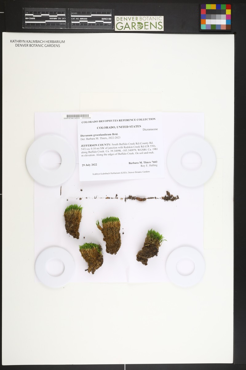 Greenland Dicranum Moss photo 2