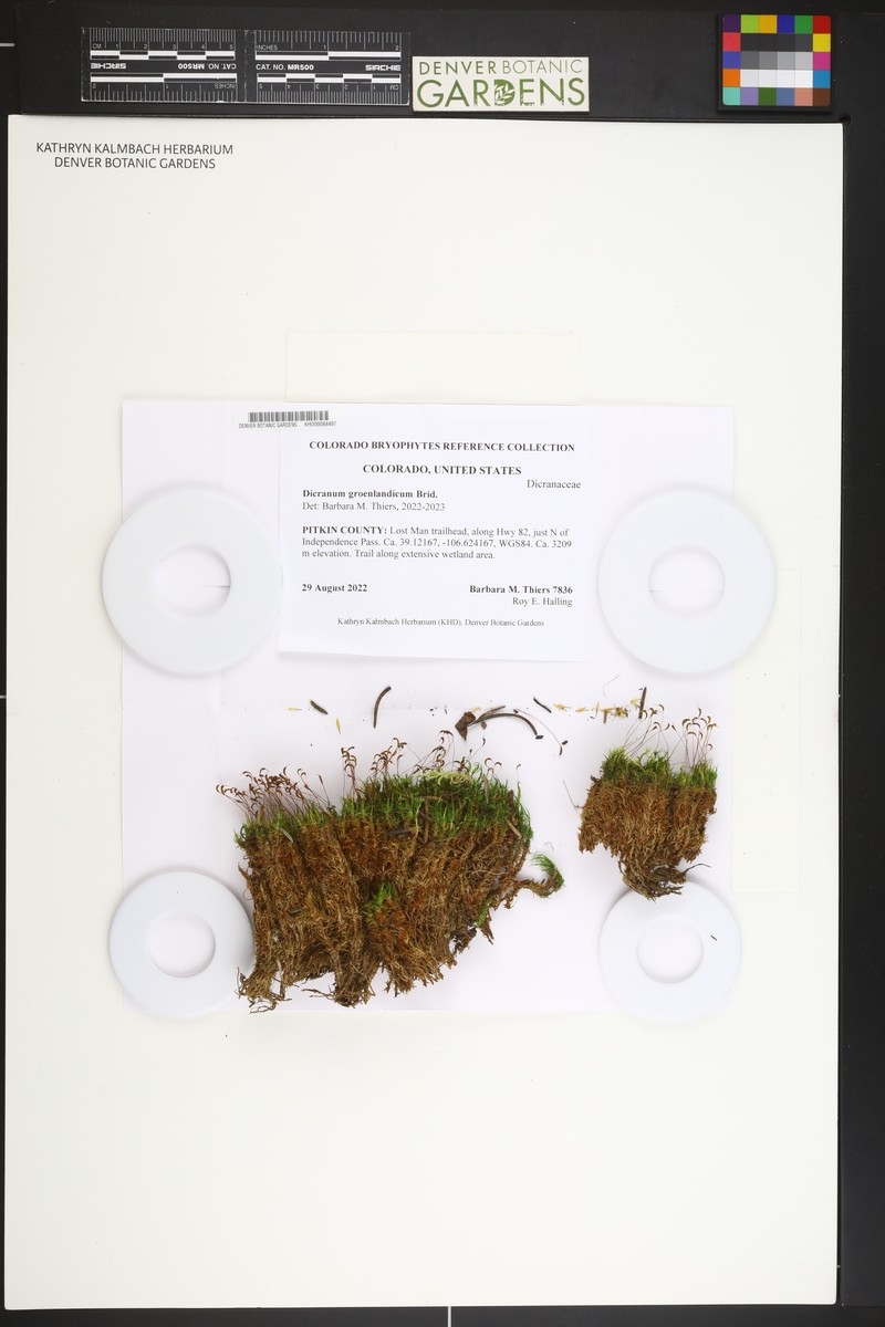 Greenland Dicranum Moss photo 3