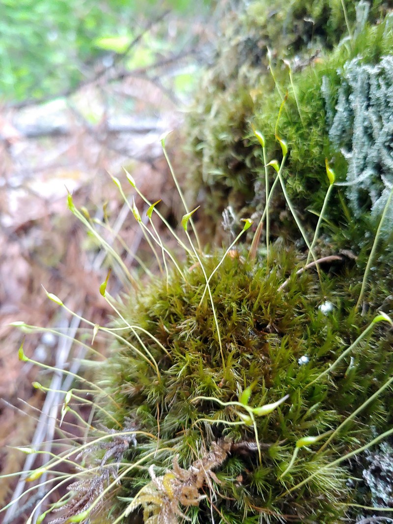 Howell's Dicranum Moss