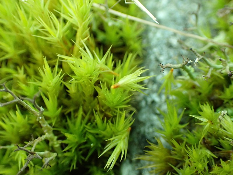 Howell's Dicranum Moss photo 2