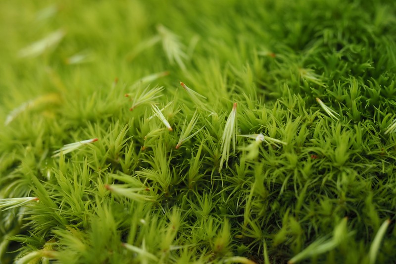 Howell's Dicranum Moss photo 3
