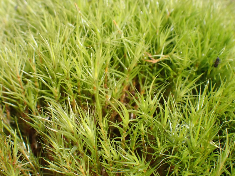 Howell's Dicranum Moss photo 4