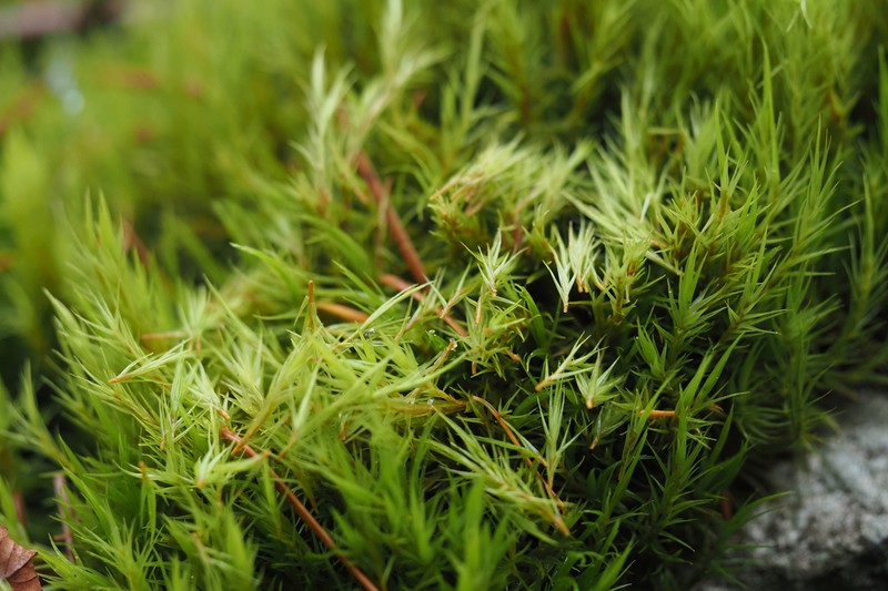 Howell's Dicranum Moss photo 5