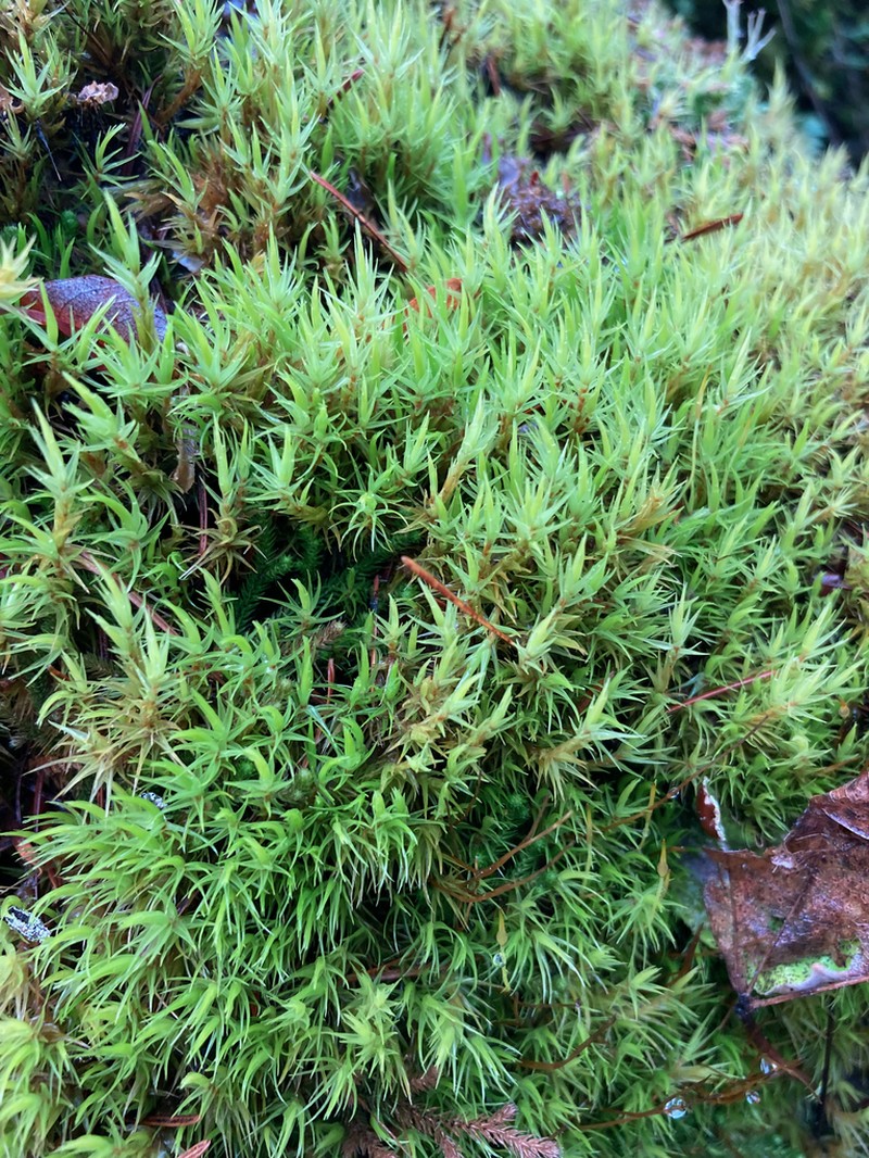 Howell's Dicranum Moss photo 6