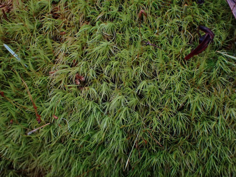 Howell's Dicranum Moss photo 7