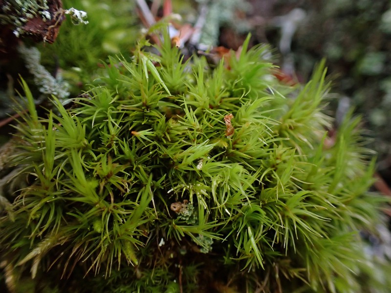 Howell's Dicranum Moss photo 8
