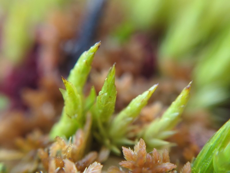 Dicranum Moss