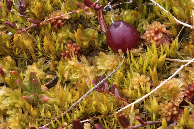 Dicranum Moss photo 2