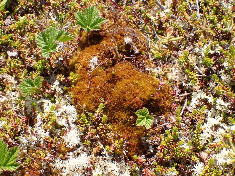 Dicranum Moss photo 3