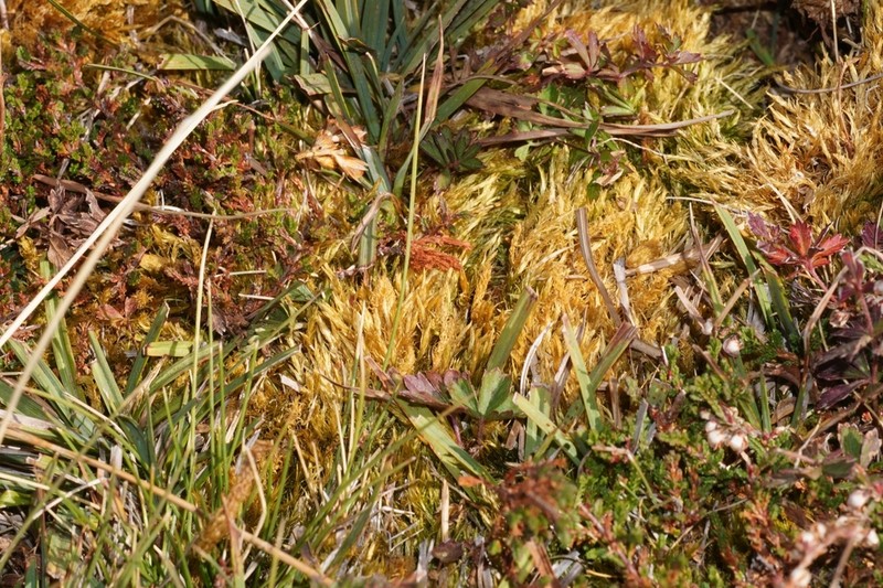 Dicranum Moss photo 4