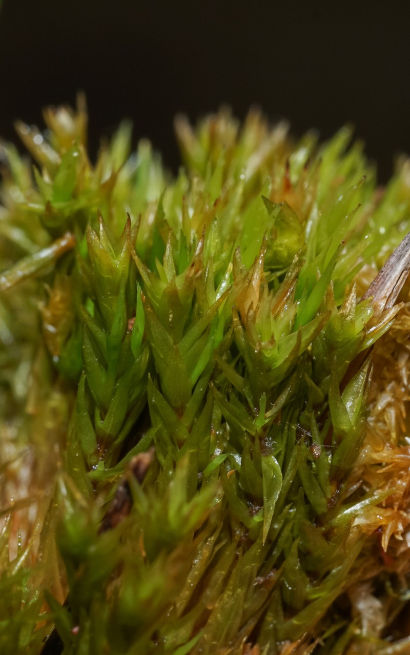 Dicranum Moss photo 5