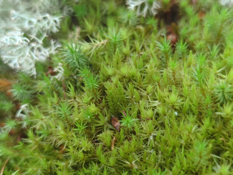 Dicranum Moss photo 6