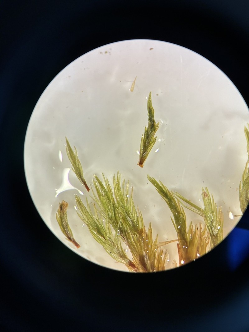 Dicranum Moss photo 7