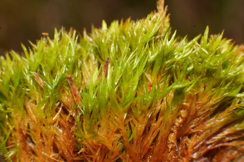 Dicranum Moss photo 8