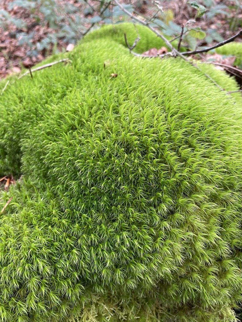 Dicranum Moss