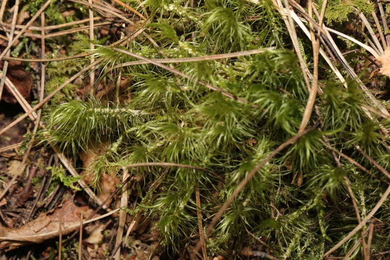 Dicranum Moss photo 2