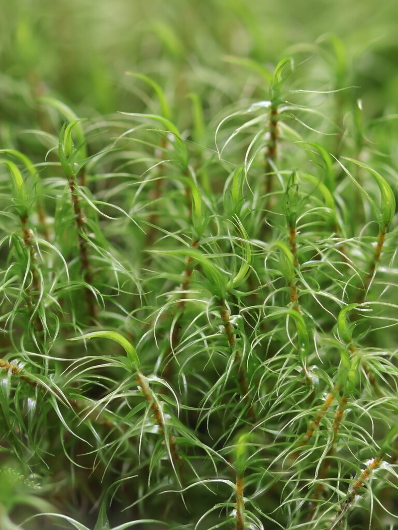 Dicranum Moss photo 3