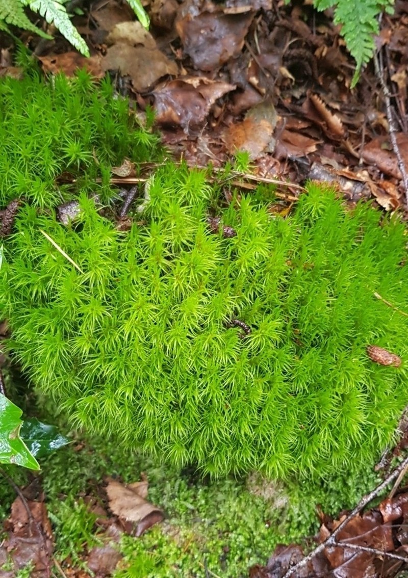 Dicranum Moss photo 4