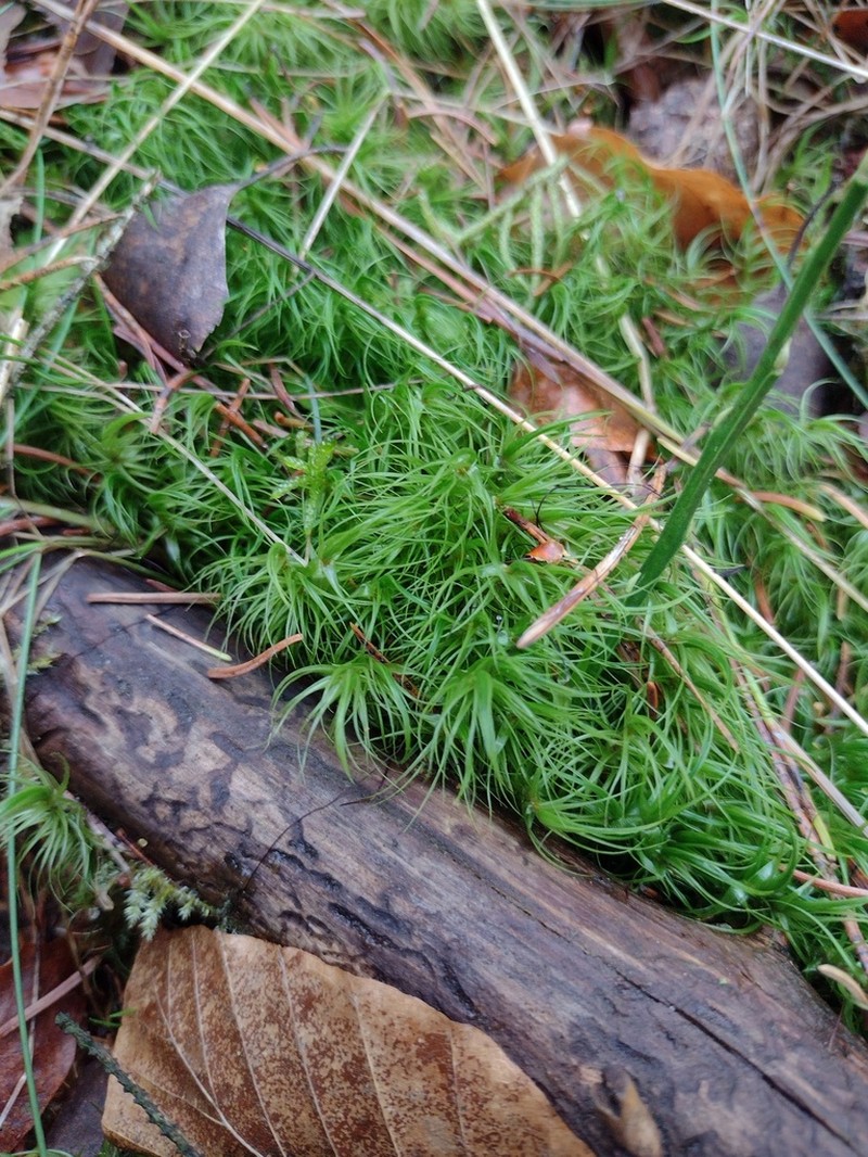 Dicranum Moss photo 5