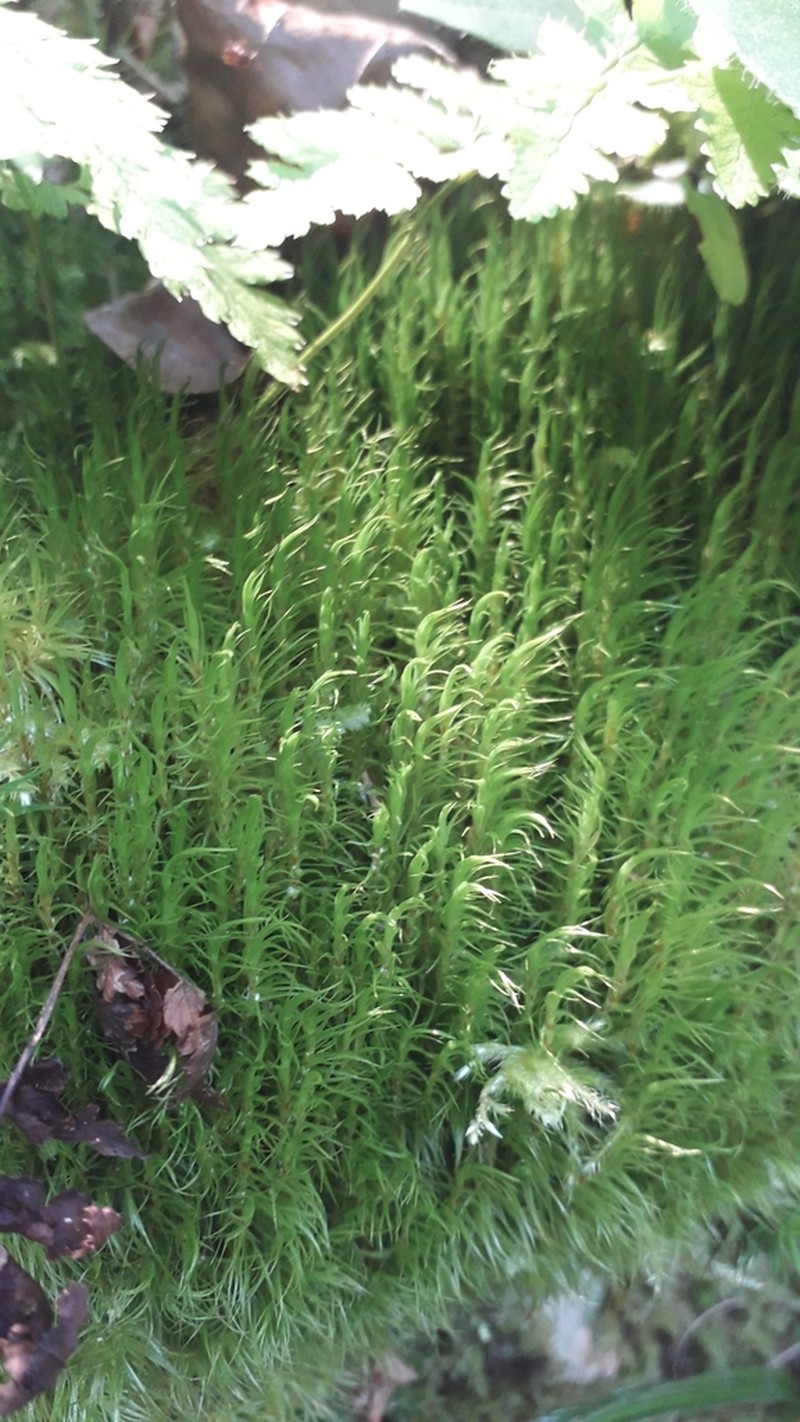 Dicranum Moss photo 6