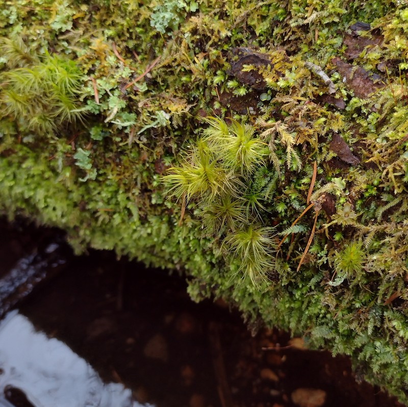 Dicranum Moss photo 7