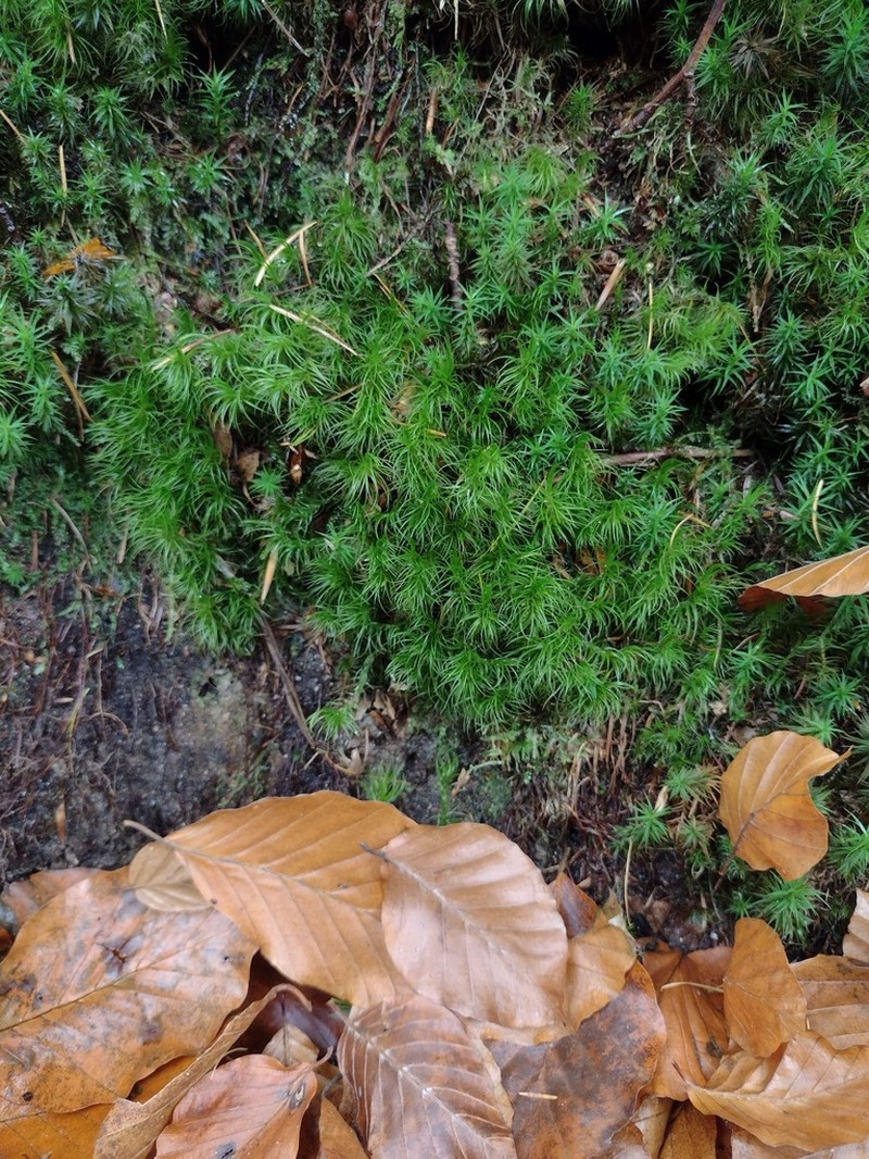 Dicranum Moss photo 8