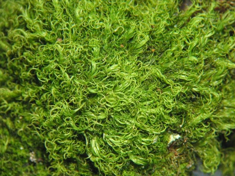 Montane Dicranum Moss